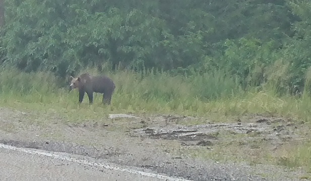 Bär in Rumänien
