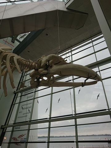 Ozeaneum Strahlsund