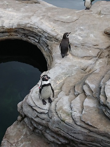 Ozeaneum Strahlsund